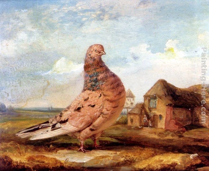 James Ward A Fancy Pigeon